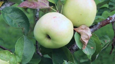Apple on branch Stock Footage 129219762