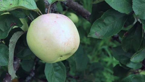 Apple on branch Stock Footage 129219975