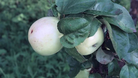 Apple on branch Stock Footage 129221401