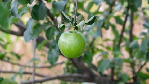 Apple on branch Stock Footage 180773036