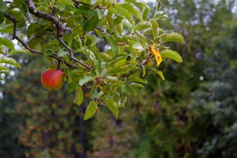 Apple branch forest Stock Photos
