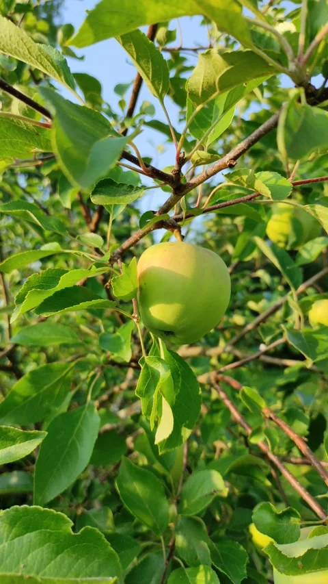 An apple on a branch in the garden Vidéo 340593095
