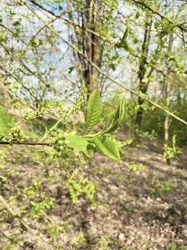 Apple branch macro Stock-Fotos