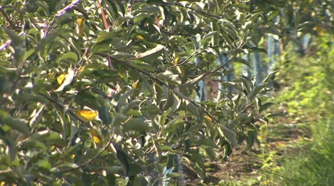 Apple branch in orchard Vídeo Stock 35953825