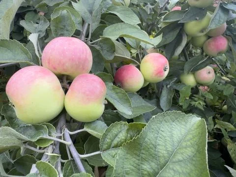 Apple Branch in Orchard Stock Photos