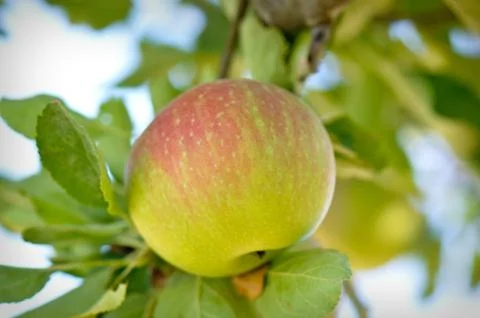 Apple branch Foto stock