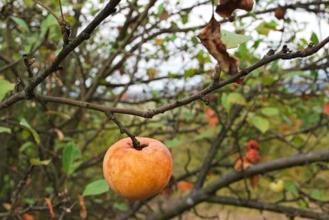 Apple on a branch Foto stock