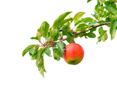Apple on branch Stock Photos