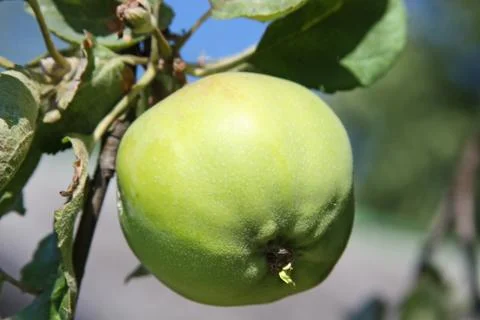 Apple on a branch Stock Photos