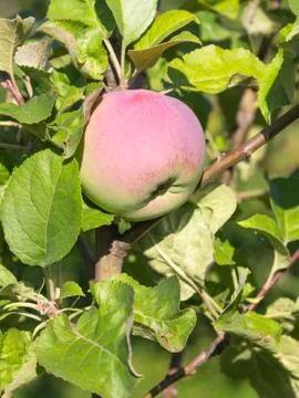 Apple on a branch Stock Photos