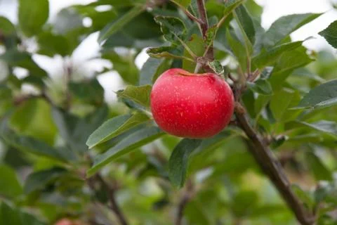 Apple on branch Stock Photos
