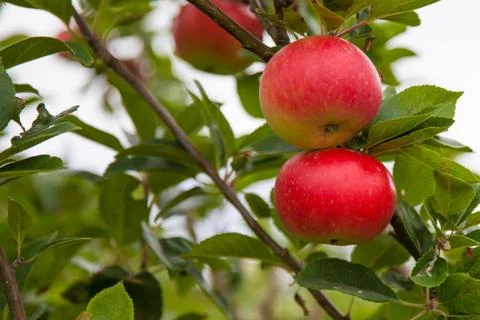 Apple on branch Stock Photos
