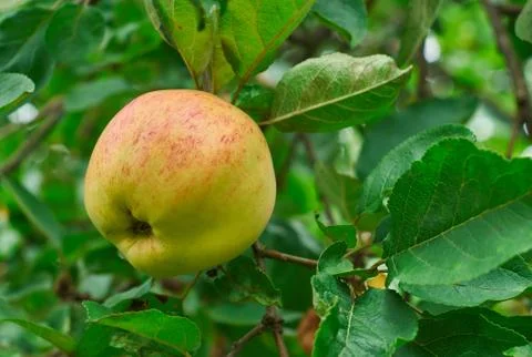An apple on the branch Foto stock