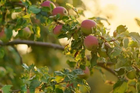 Apple branch Stock Photos