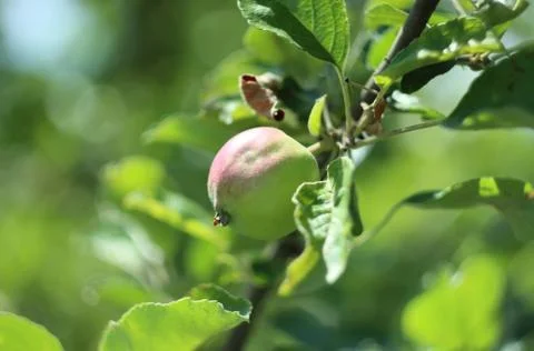 Apple on a branch Stockfoto's