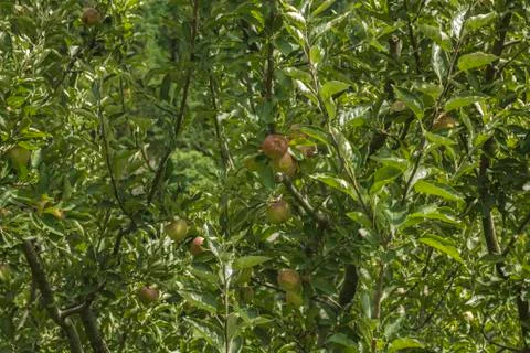 Apple on the branch Stock Photos