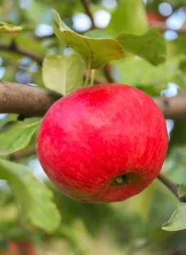 Apple on a branch Stock Photos