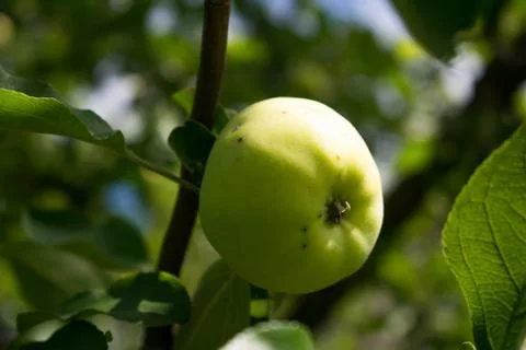 Apple on branch Stock Photos