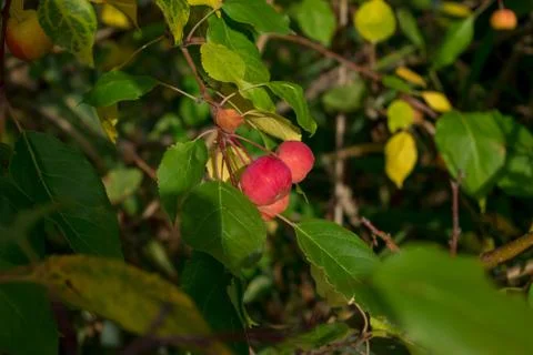 Apple on branch Stock Photos
