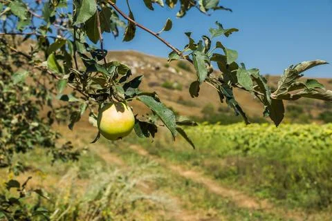 Apple on a branch Stock Photos