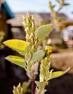 Apple branch ready to bloom Stock Photos