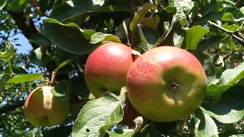 Apple branch summer Stock Footage 87918175