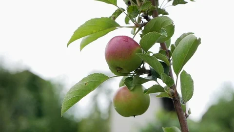 Apple on a branch sway in the wind Stock Footage 112952459