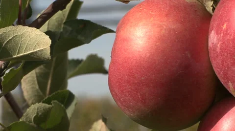 Apple on branch sways in the wind Stock Footage 35955048