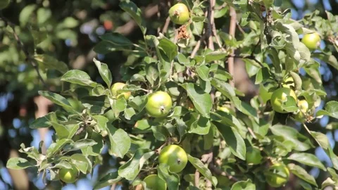 An apple on a branch swings Stock Footage 77157377