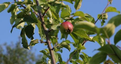 Apple on a branch of a tree in the yard in the summer Stock Photos