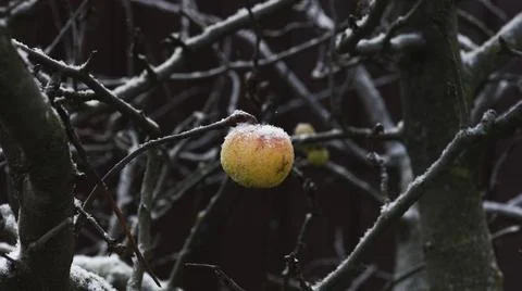 An Apple on a Branch under the Snow Stock Photos