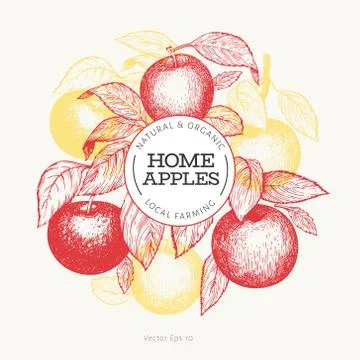 Apple branche design template. Hand drawn vector garden fruit illustration. E Stock Illustration