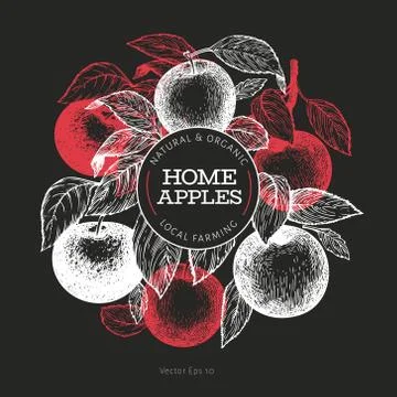 Apple branche design template. Hand drawn vector garden fruit illustration on Stock Illustration