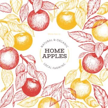 Apple branche design template. Hand drawn vector garden fruit illustration. E Stock Illustration