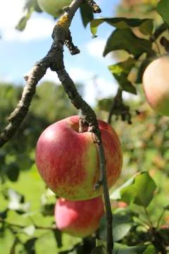 Apple on the branches of apple tree Stock Photos