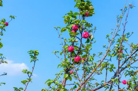 Apple branches with apples in summer 스톡 사진