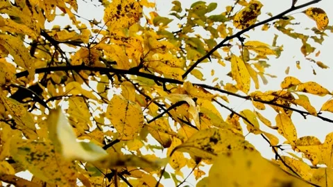 Apple branches on autumn day Видео 238613269