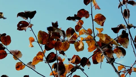 Apple branches on autumn day Stock Footage 238640522