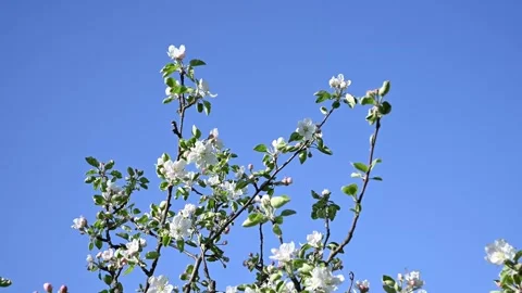 Apple branches bloom in spring in the wind against a blue sky. Static camera. Stock Footage 244913099