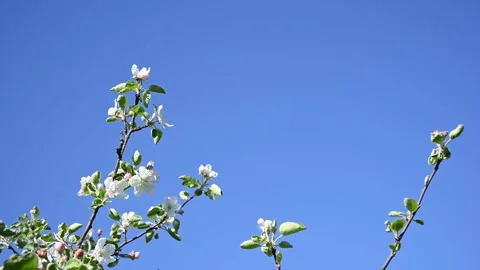 Apple branches bloom in spring in the wind against a blue sky. Static camera. Stock Footage 254157736