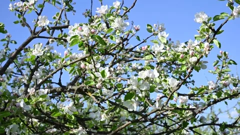 Apple branches bloom in spring in the wind against a blue sky. Static camera. Stock Footage 254164190