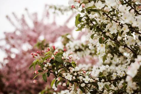 Apple branches in blossom, spring background. Stock Photos