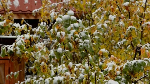 Apple branches during the snow Stock Footage 235729771