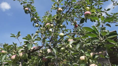 Apple on branches Stock Footage 159898942