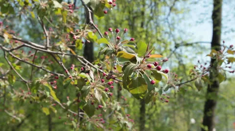 Apple branches with red buds Stock Footage 25091223