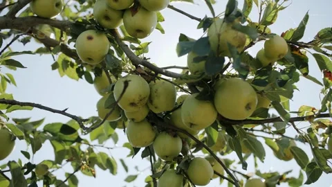 Apple branches with ripe fruit and lens flare Stock Footage 322524038