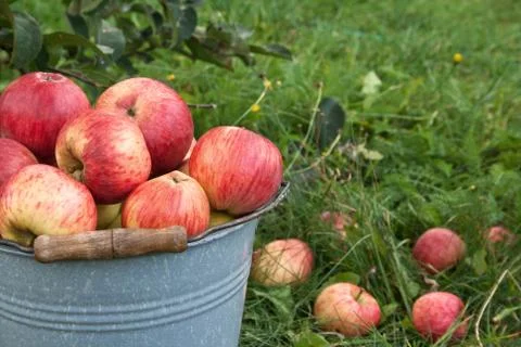 Apple bucket Stock Photos
