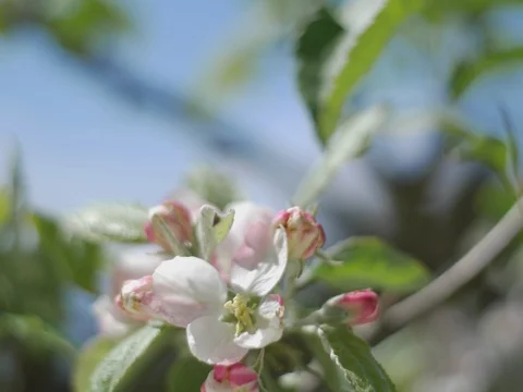 Apple bud 01 Stock Footage 128098459