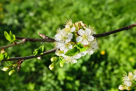 Apple bud in spring against the background of green foliage. White apple blossom Stock Photos