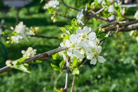 Apple bud in spring against the background of green foliage. White apple blossom Stock Photos